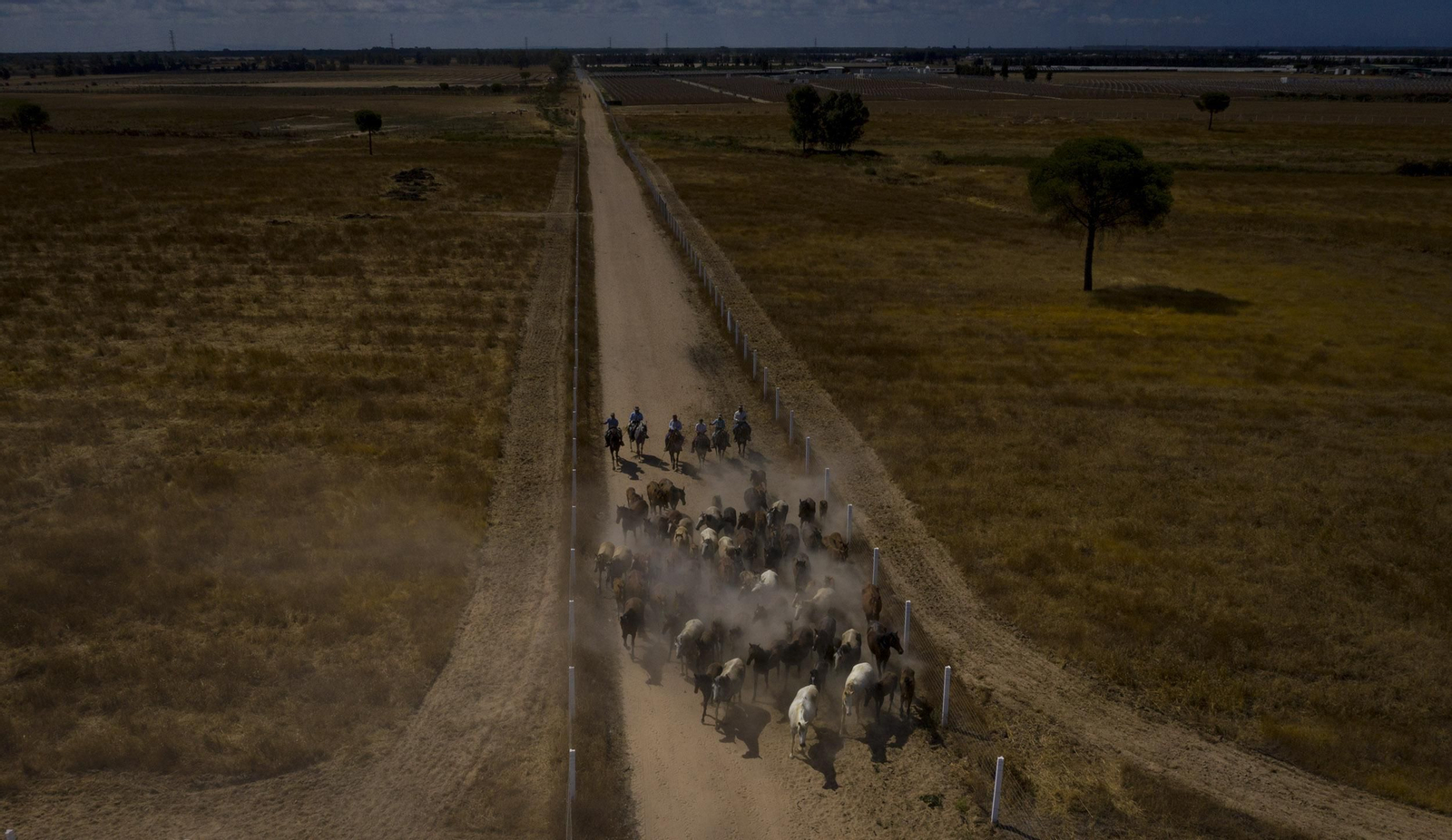 La Saca de las Yeguas, en imágenes