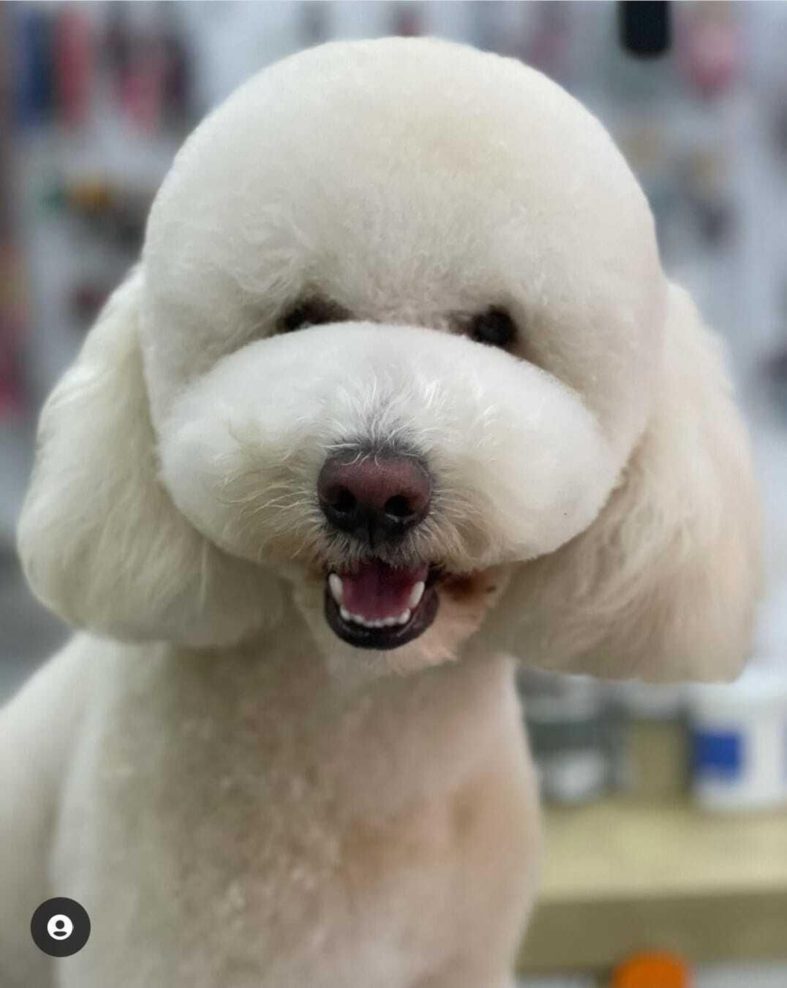 Corte asiático de pelo que también harán en 'Coleguau'.
