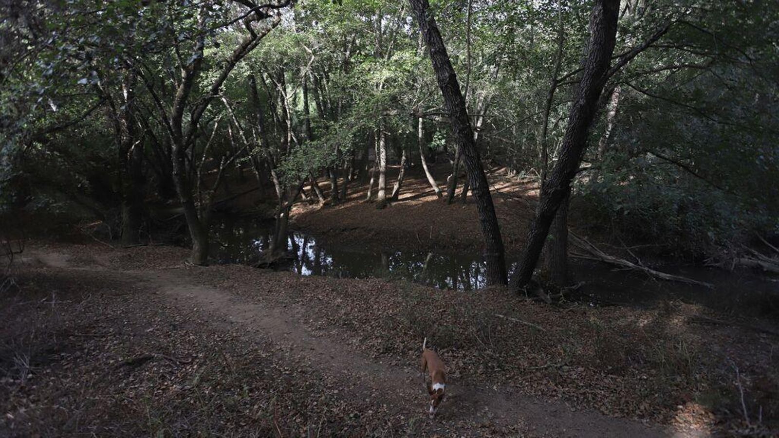 Uno de los caminos del sendero de la Mariposa Monarca