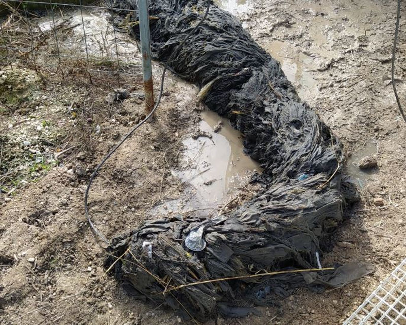 'Monstruo de toallitas' rescatado en Montilla.