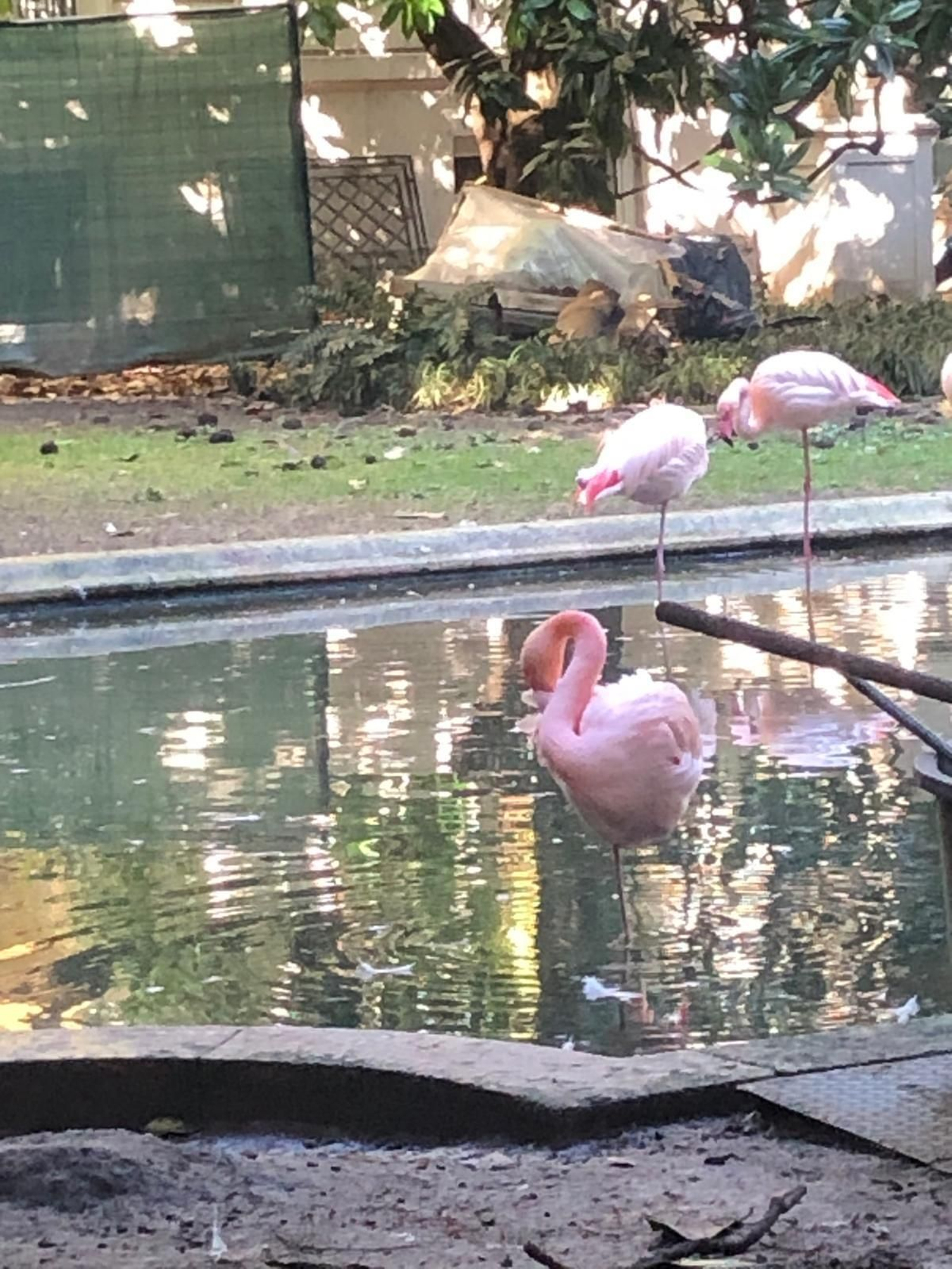Jardín con flamencos en Milán