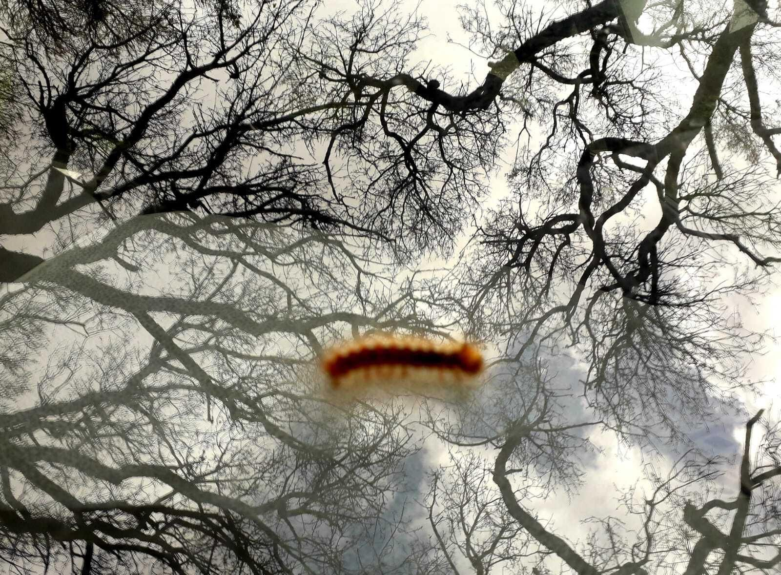 Un ejemplar de 'Lymantria dispar' en la zona de Pelayo, en Algeciras.