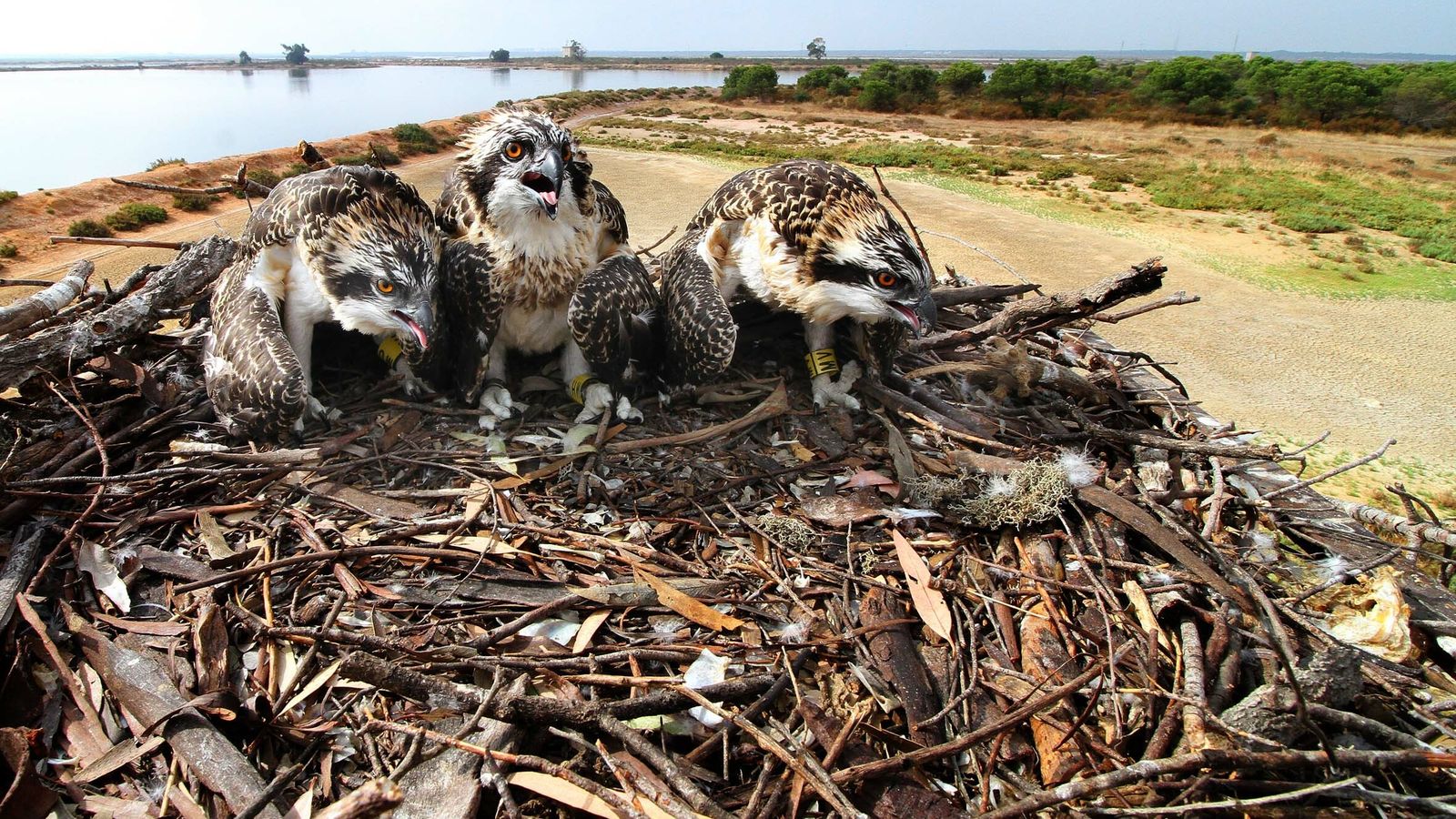 Nidos de águilas pescadoras.