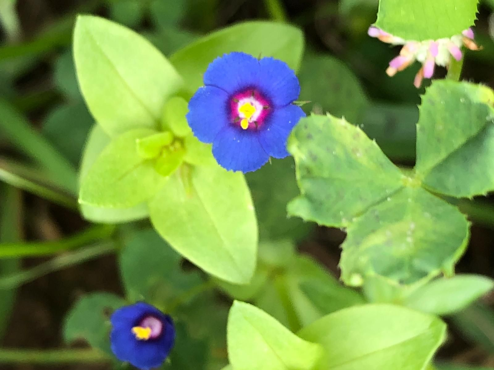 Las fotografías de la primavera en la Campiña de Córdoba