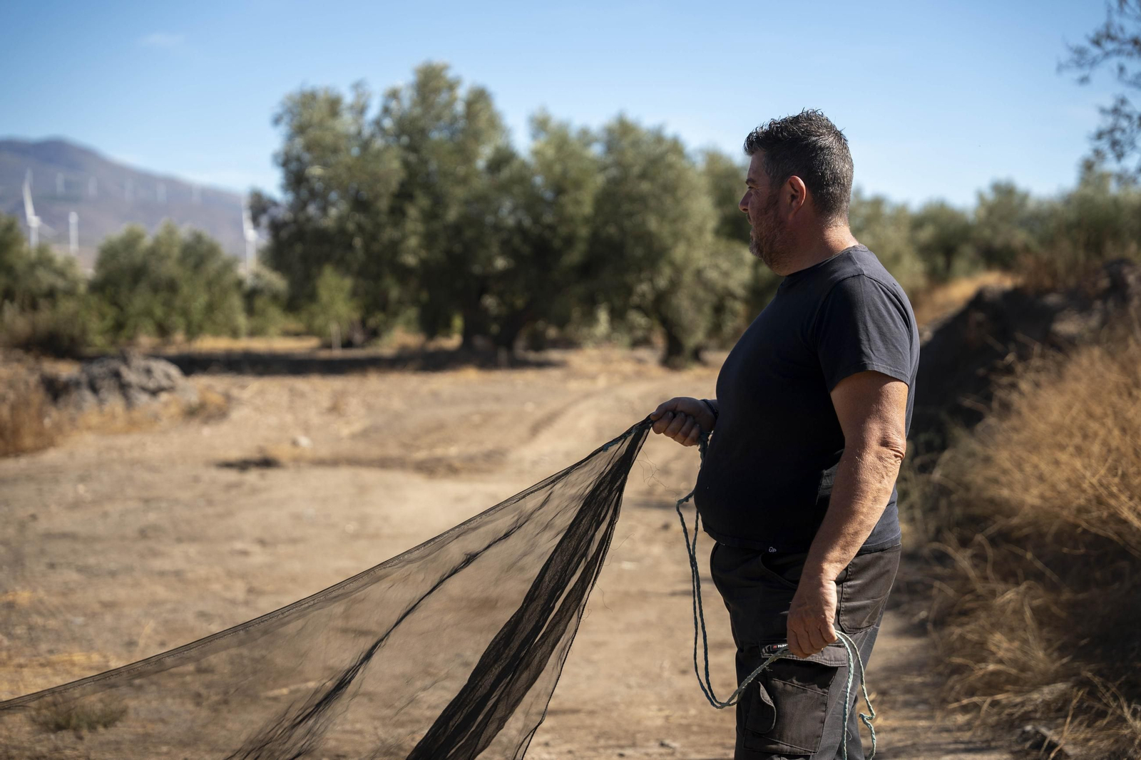 Las imágenes de la campaña recogida de acetuna en Fiñana