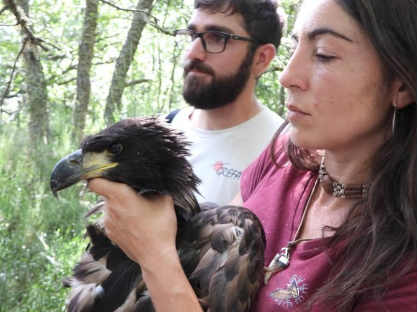 Lorena Juste y Enrique Murciano, del Proyecto Pigargo de GREFA, con el pollo nacido en el norte de Castilla y León.