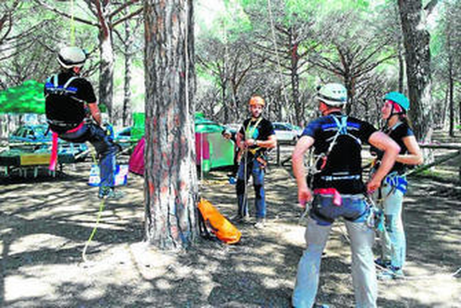 Varias personas realizan escalada en uno de los árboles del Pinar.