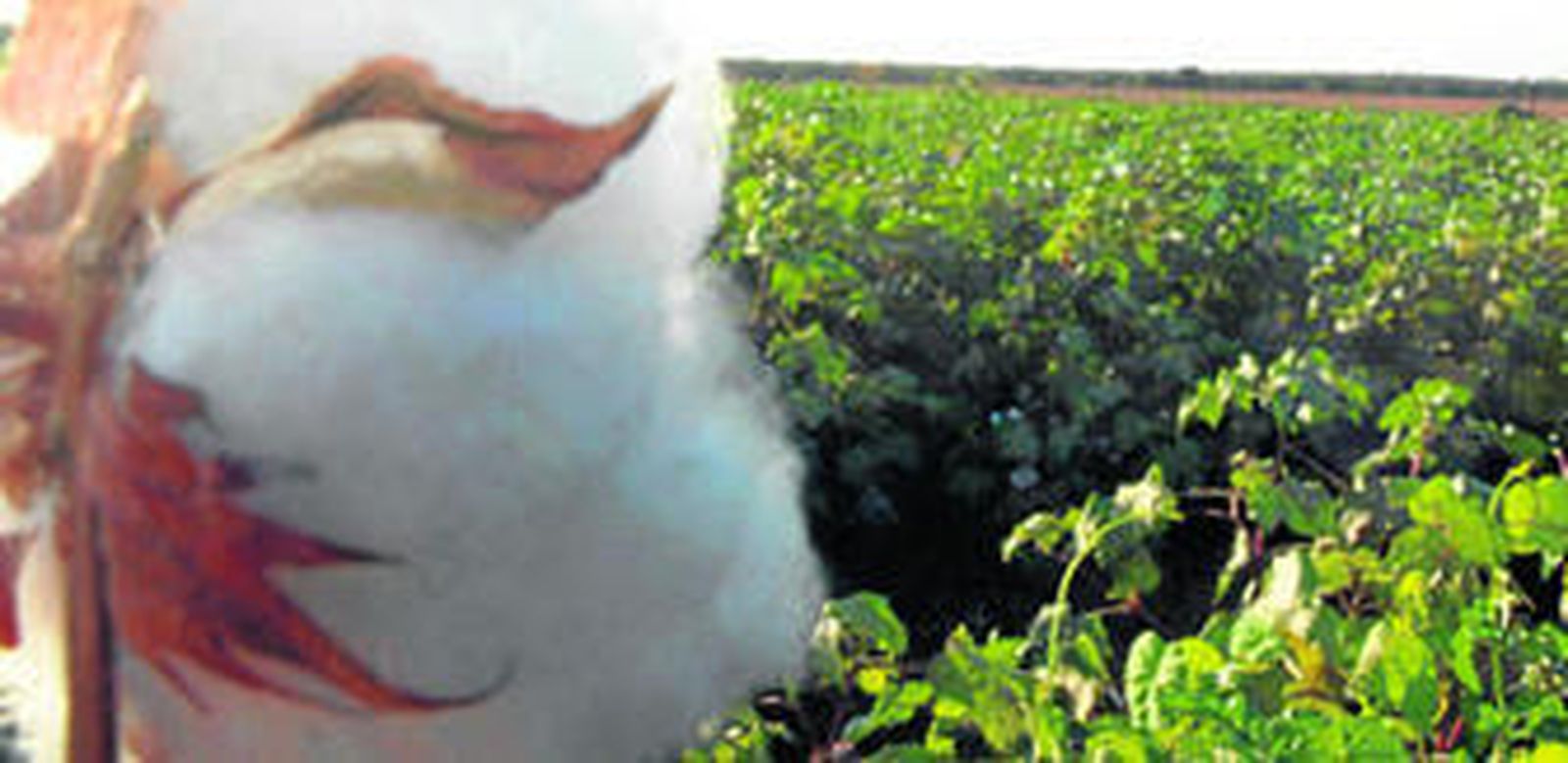 Andalucía produce casi todo el algodón de España y en Europa sólo se cultiva aquí y en Grecia. Estados Unidos, China, India y Pakistán son los principales productores.