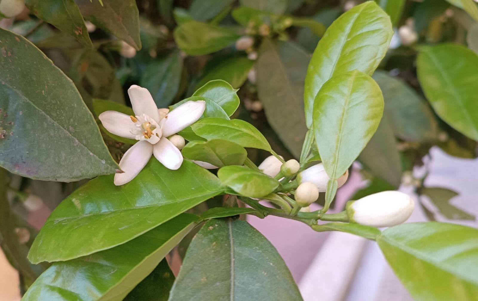 El azahar empieza a florecer en la ciudad en días primaverales.