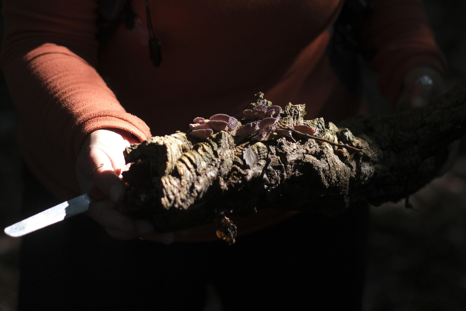 Mocología de la Serranía de Ronda, en fotos.