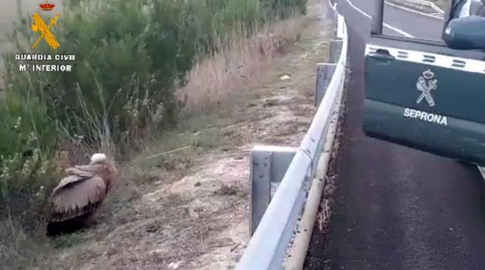 La Guardia Civil rescata a un buitre leonado joven que deambulaba por la A-12 en Zizur (Navarra)