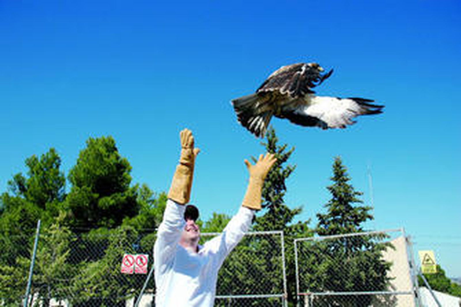 Clemente García con un ave rapaz.