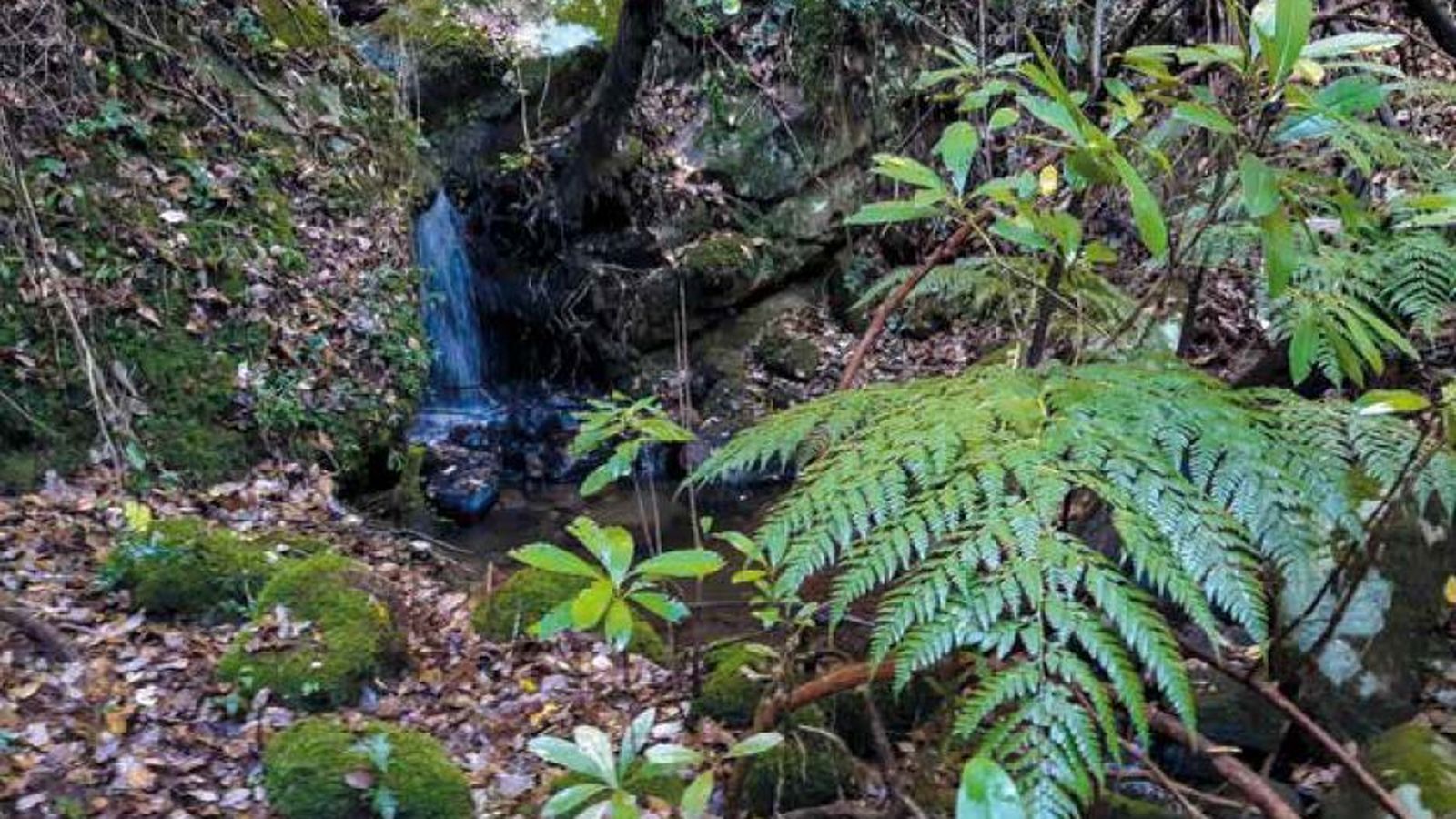 Culcita macrocarpa en un canuto de la sierra de la Luna.
