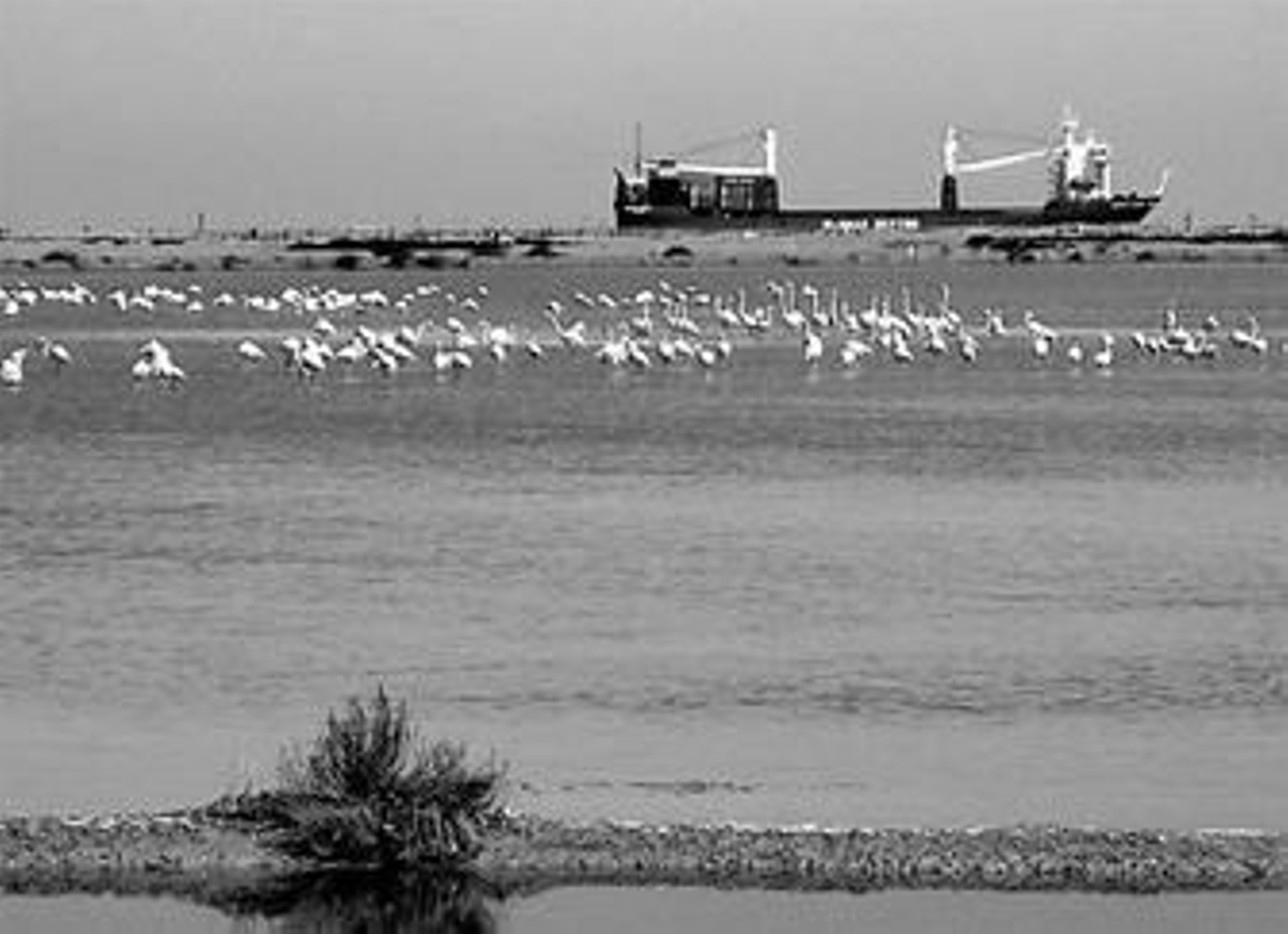 Humedal del Codo de la Esparraguera, cuyas alegaciones ecologistas no han sido tenidas en cuenta.