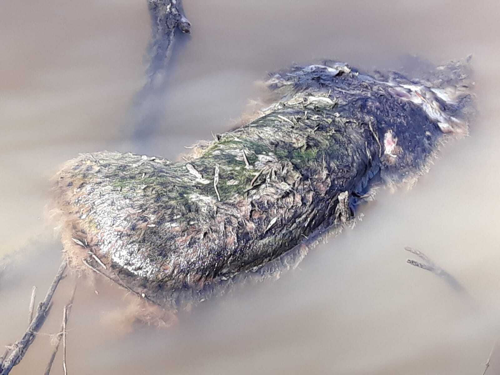 Aparece un lince muerto por heridas de bala