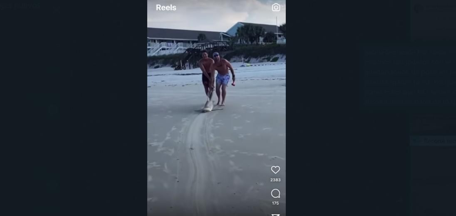 Dos hombres arrastran un tiburón por la playa y le clavan un cuchillo en la cabeza