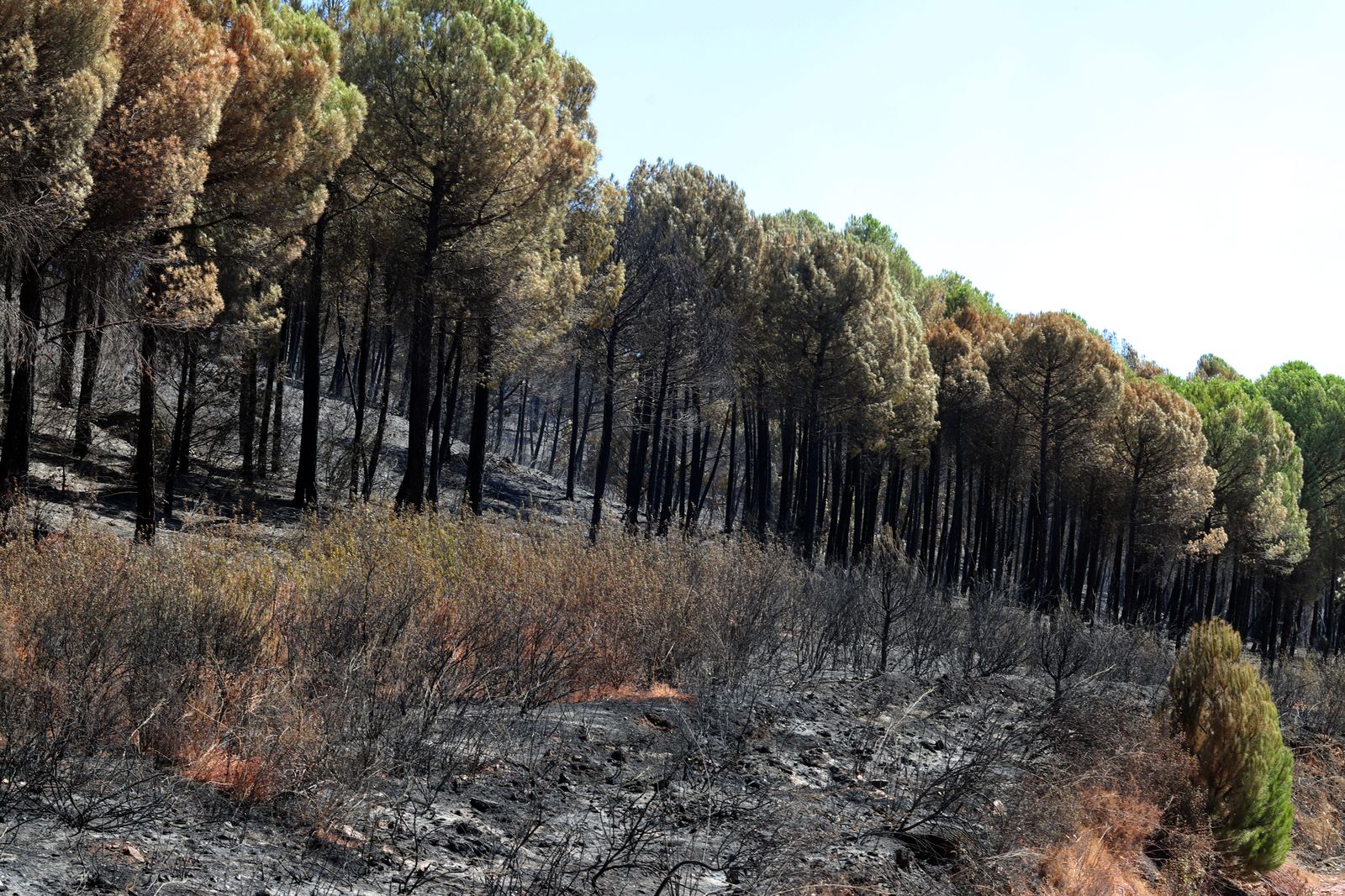 Imágenes de la devastación que deja a su paso el incendio de Almonaster la real.