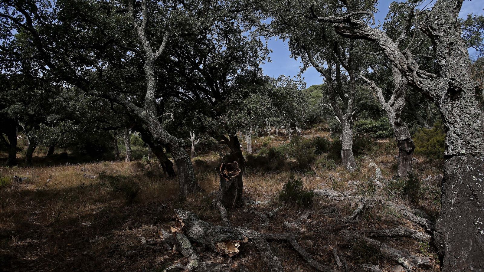 Las mejores fotos de San Carlos del Tiradero