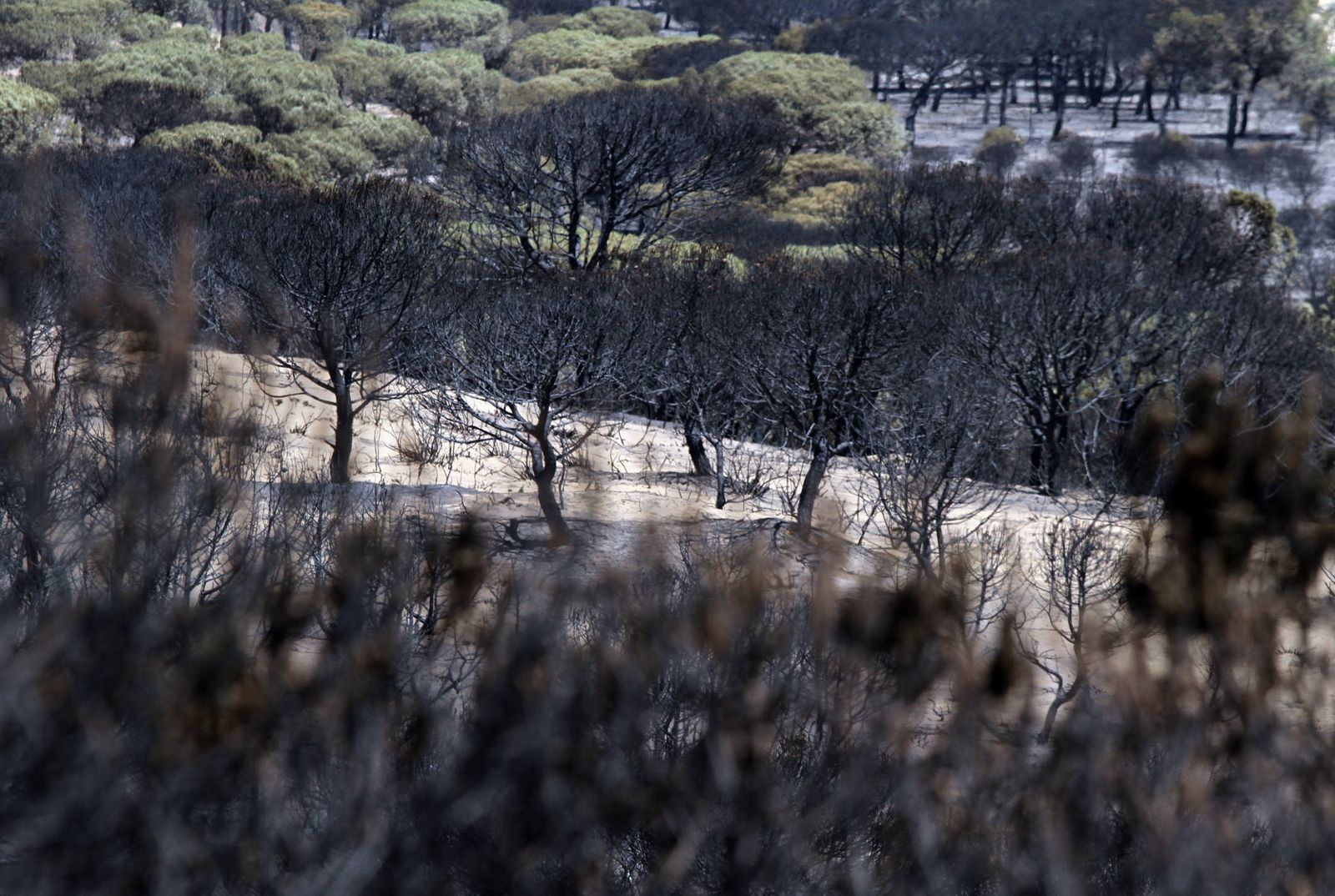 Imágenes de las consecuencias del incendio de Moguer