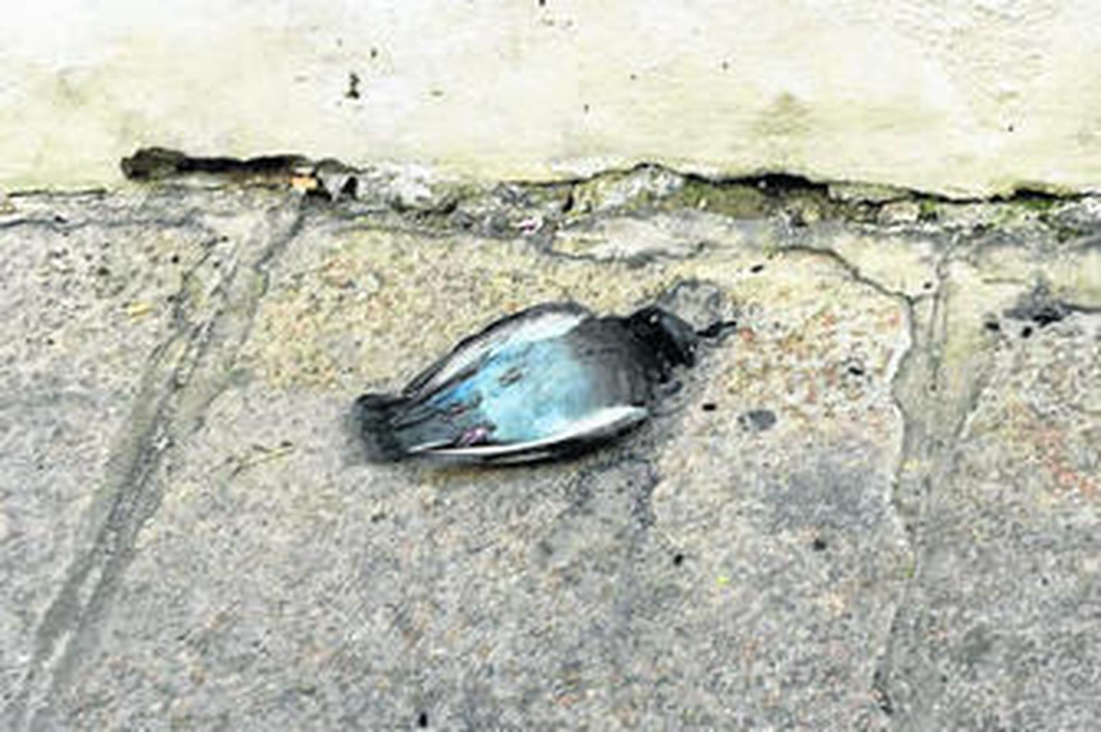 Una de las palomas que han muerto probablemente envenedadas en la ciudad.