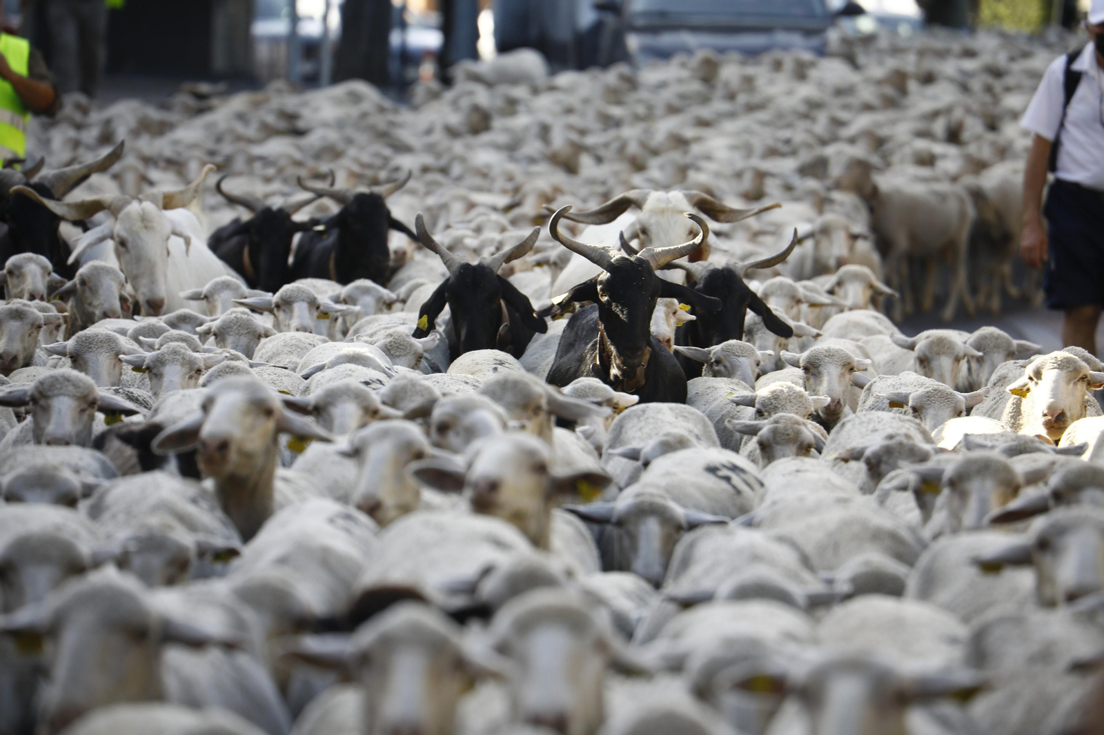 El paso de las ovejas de la ganadería Las Albaidas por Cordoba, en imágenes