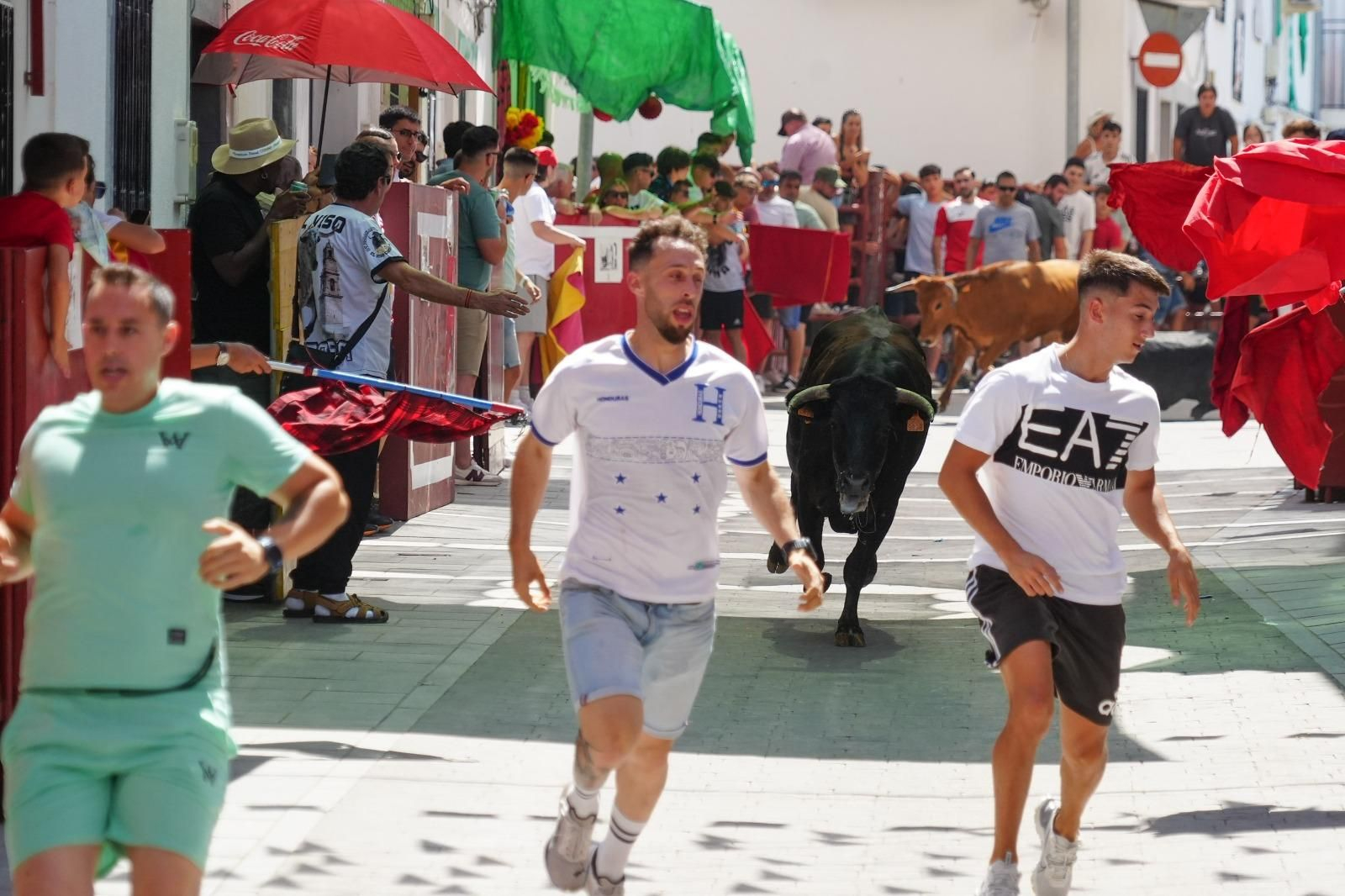 El encierro de vaquillas de El Viso, en imágenes
