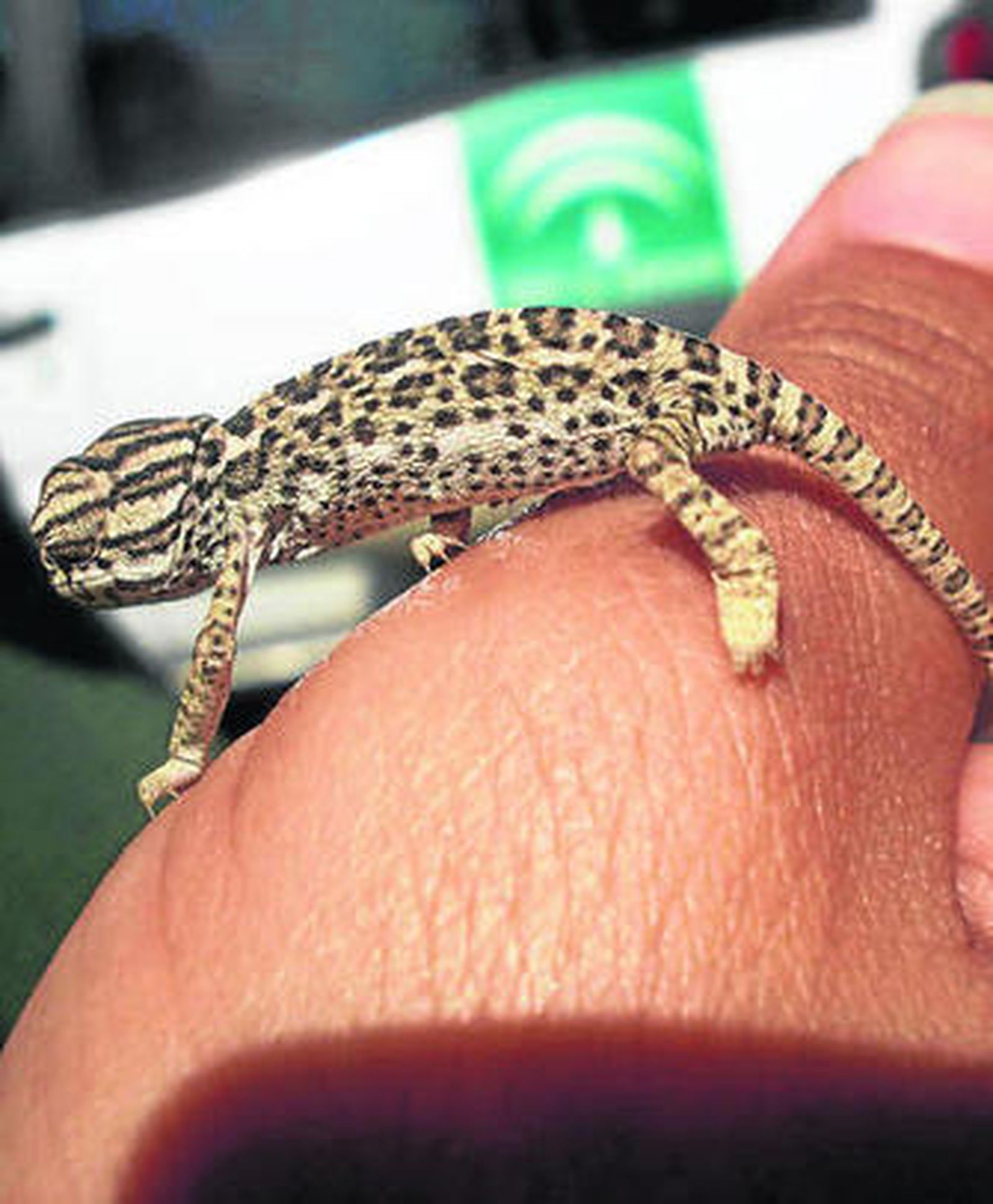 El Centro de Recuperación de las Dunas de San Antón atendió a numerosas aves y camaleones.