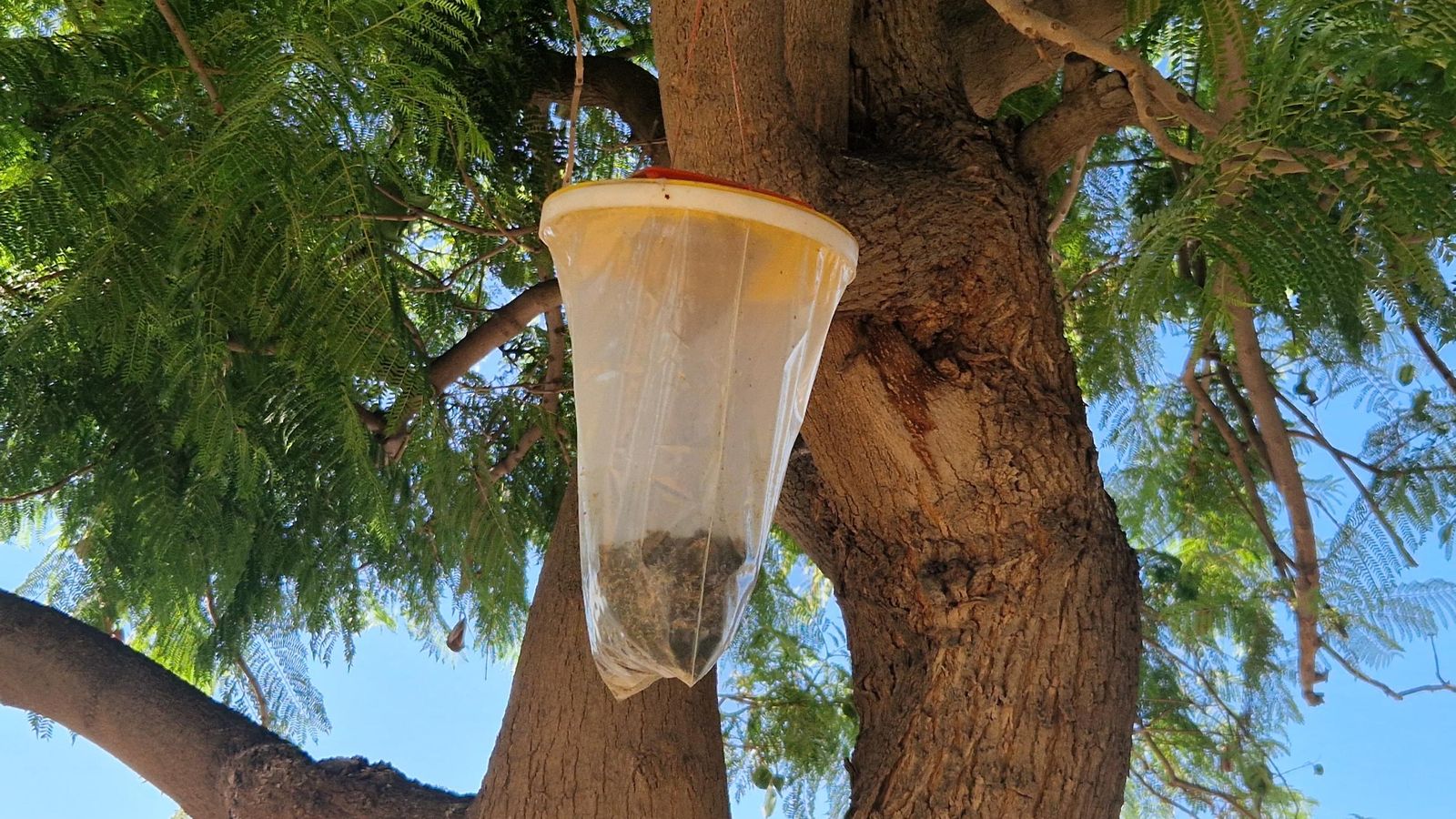 Trampa instalada en uno de los árboles del distrito