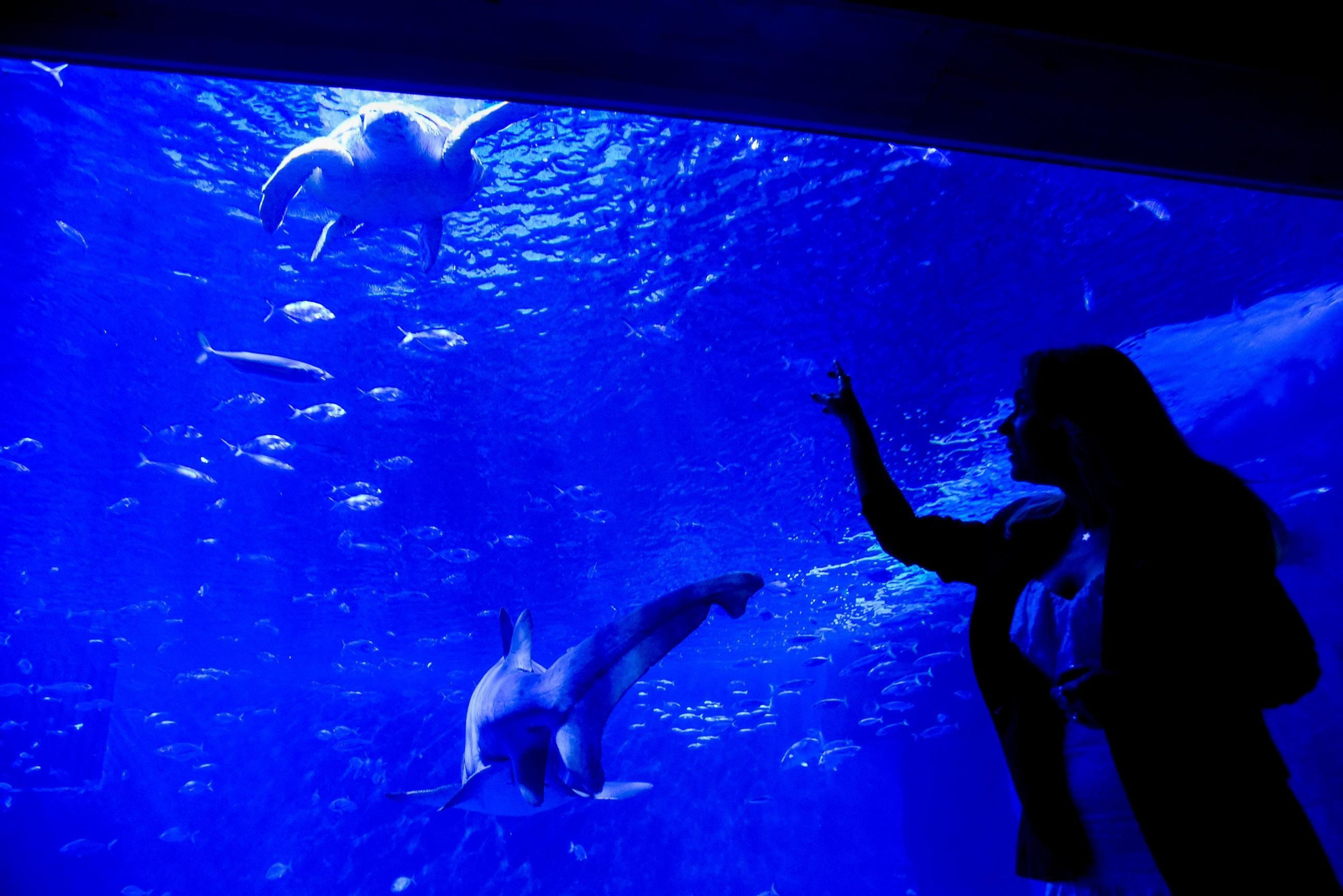 10 aniversario del Acuario de Sevilla