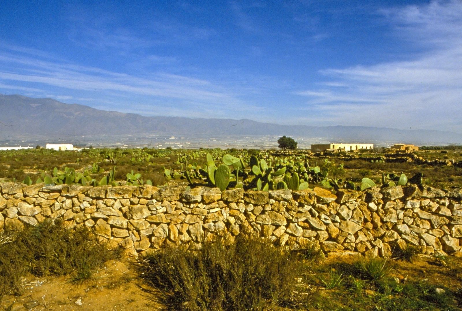 El invernadero intensivo toma el testigo del ‘ganadero’