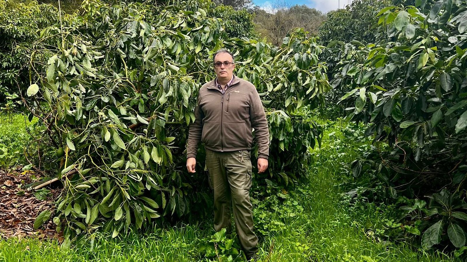 Pedro Marín, en su explotación de aguacates en Castellar