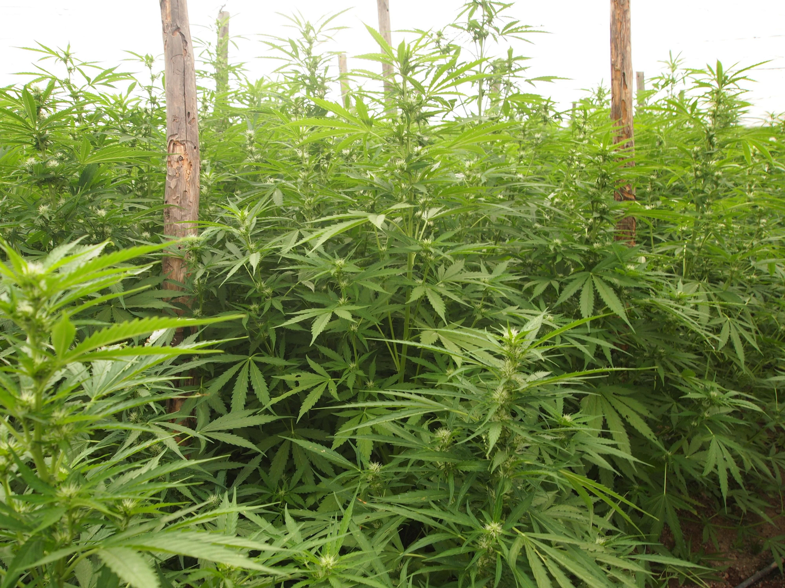 Las imágenes de la operación Pozo Green