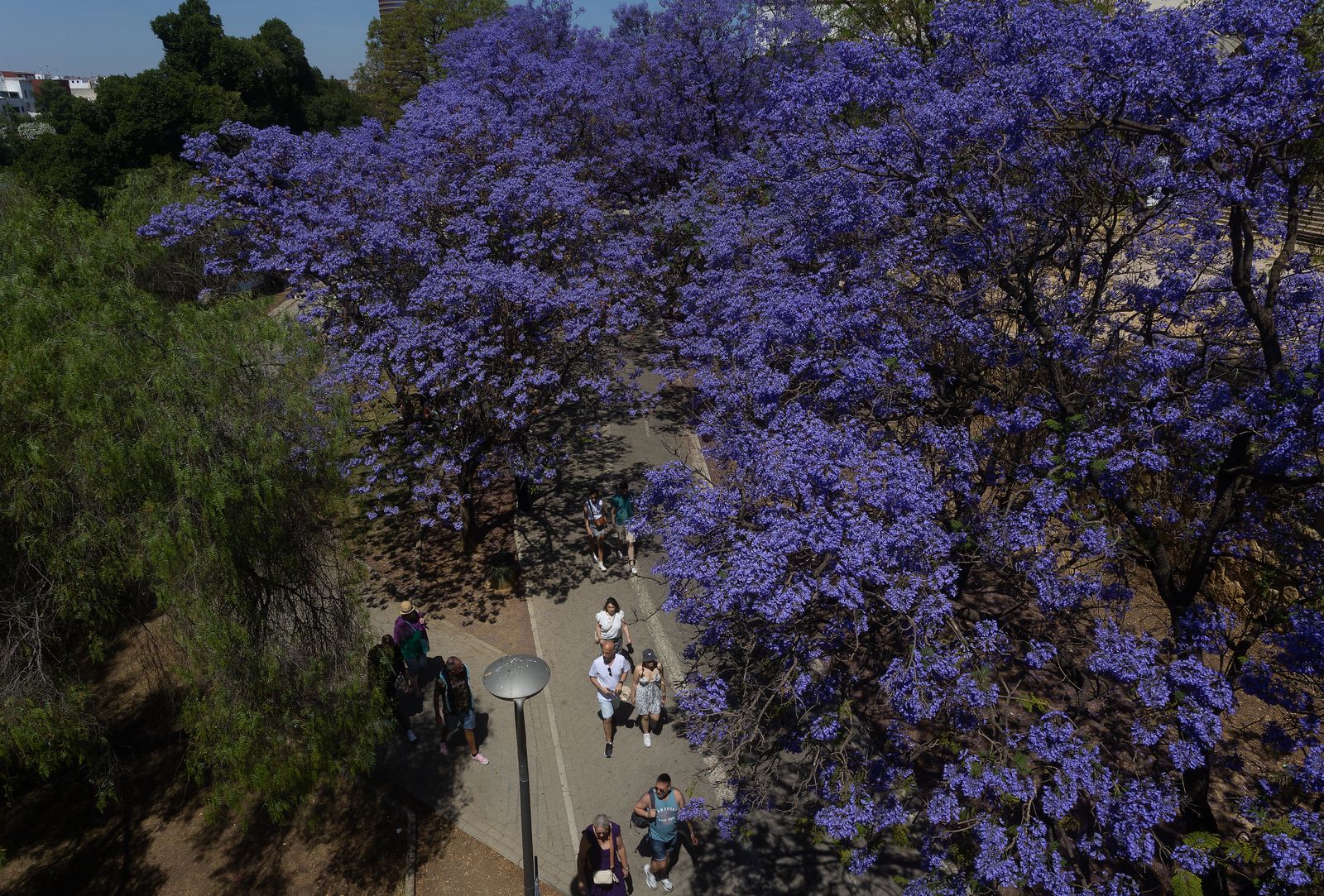 Las jacarandas vuelven a teñir de morado Sevilla