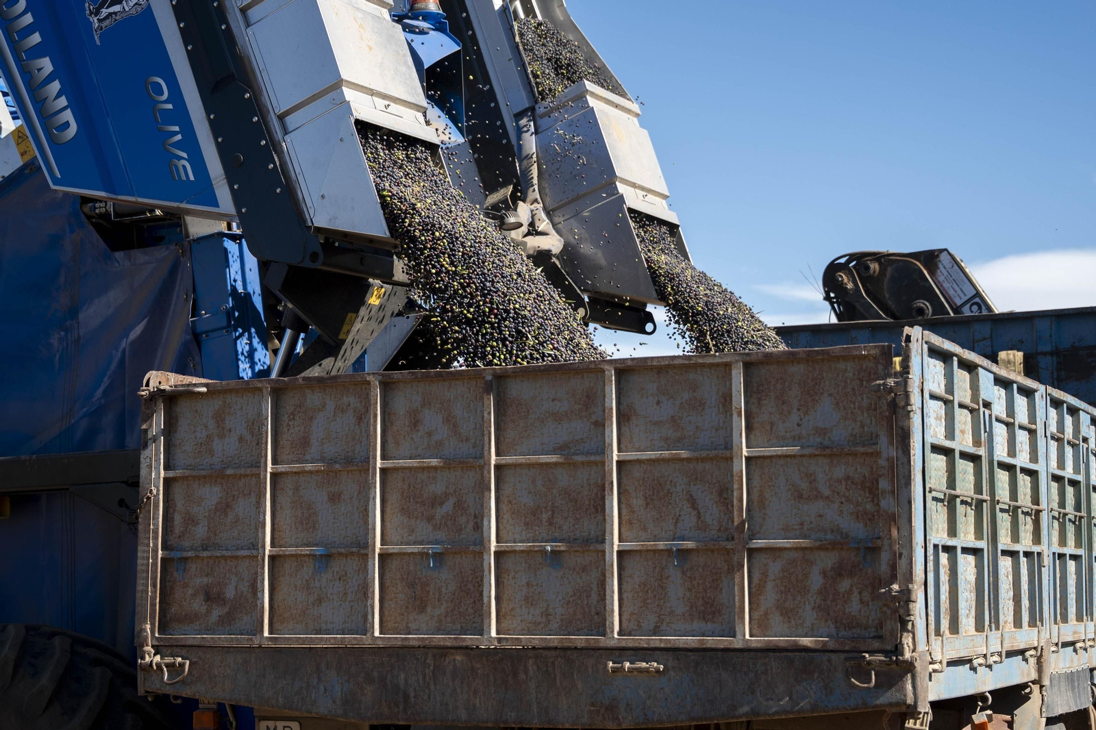 Las imágenes de la campaña recogida de acetuna en Fiñana