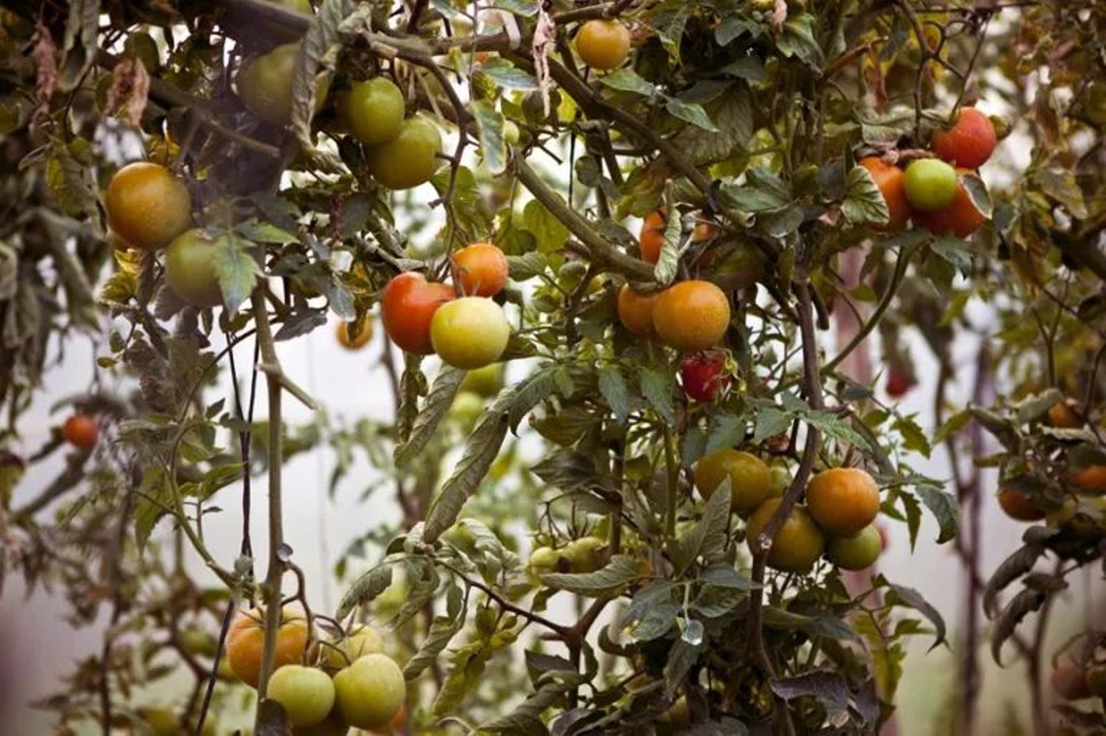 Detalles de plantas de tomate en una explotación agraria en Sidi El Yahya, Rabat. Detalles de plantas de tomate en una explotación agraria en Sidi El Yahya, Rabat.