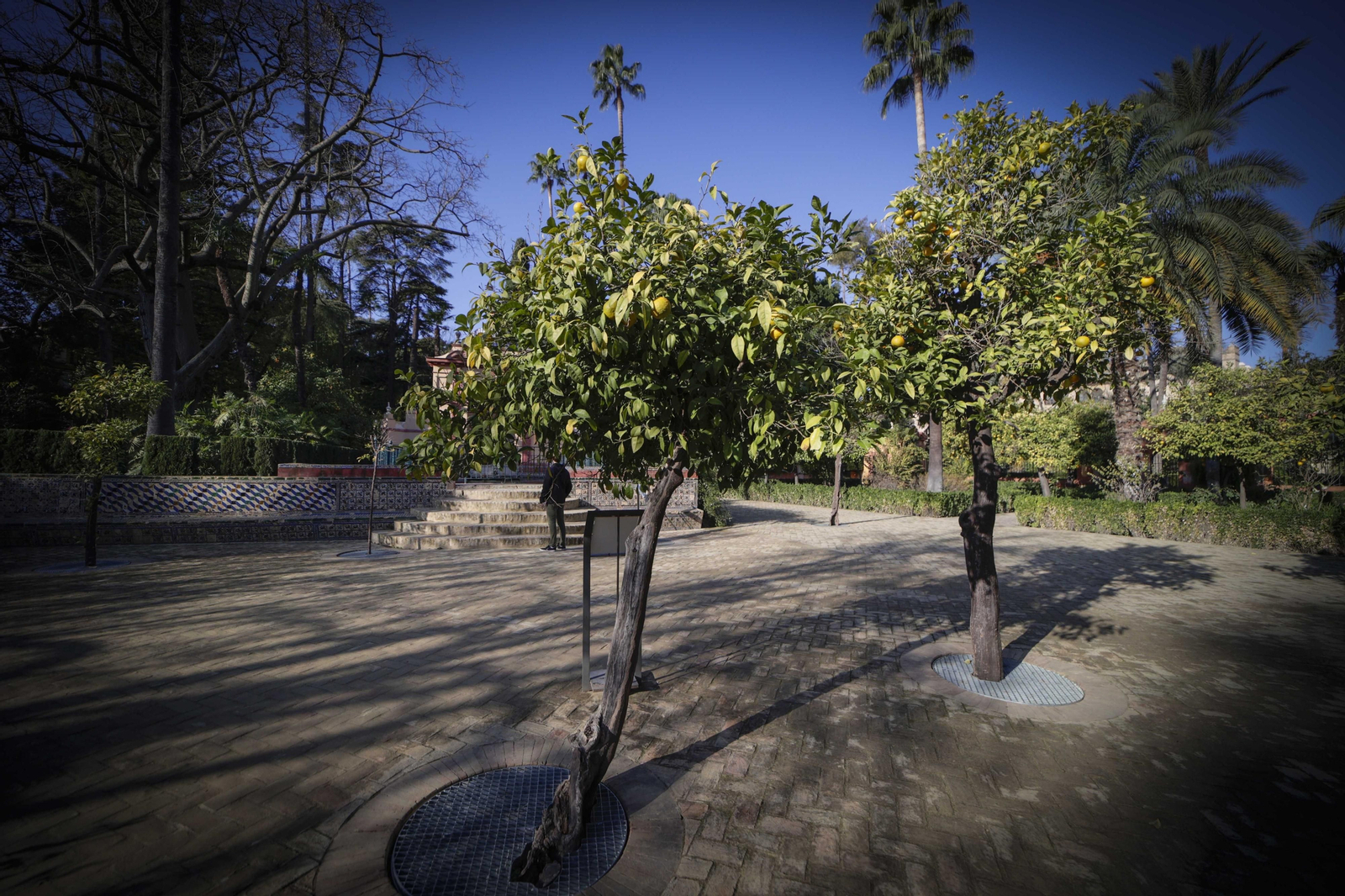 Arboles singulares del Alcazar