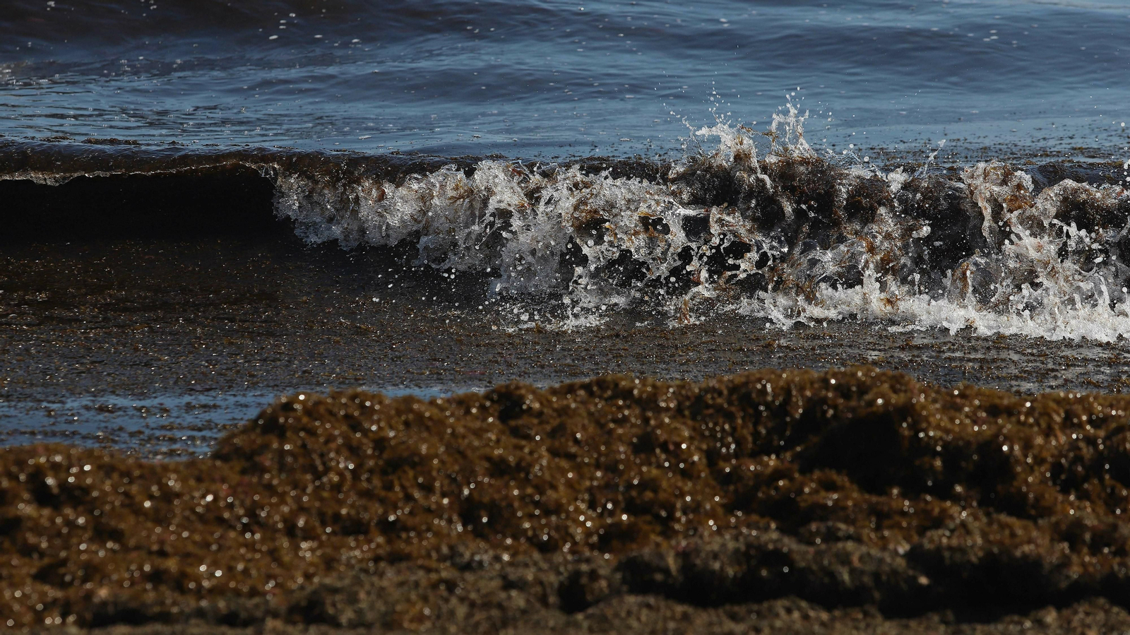 El alga invasora cubre la orilla de playa Getares