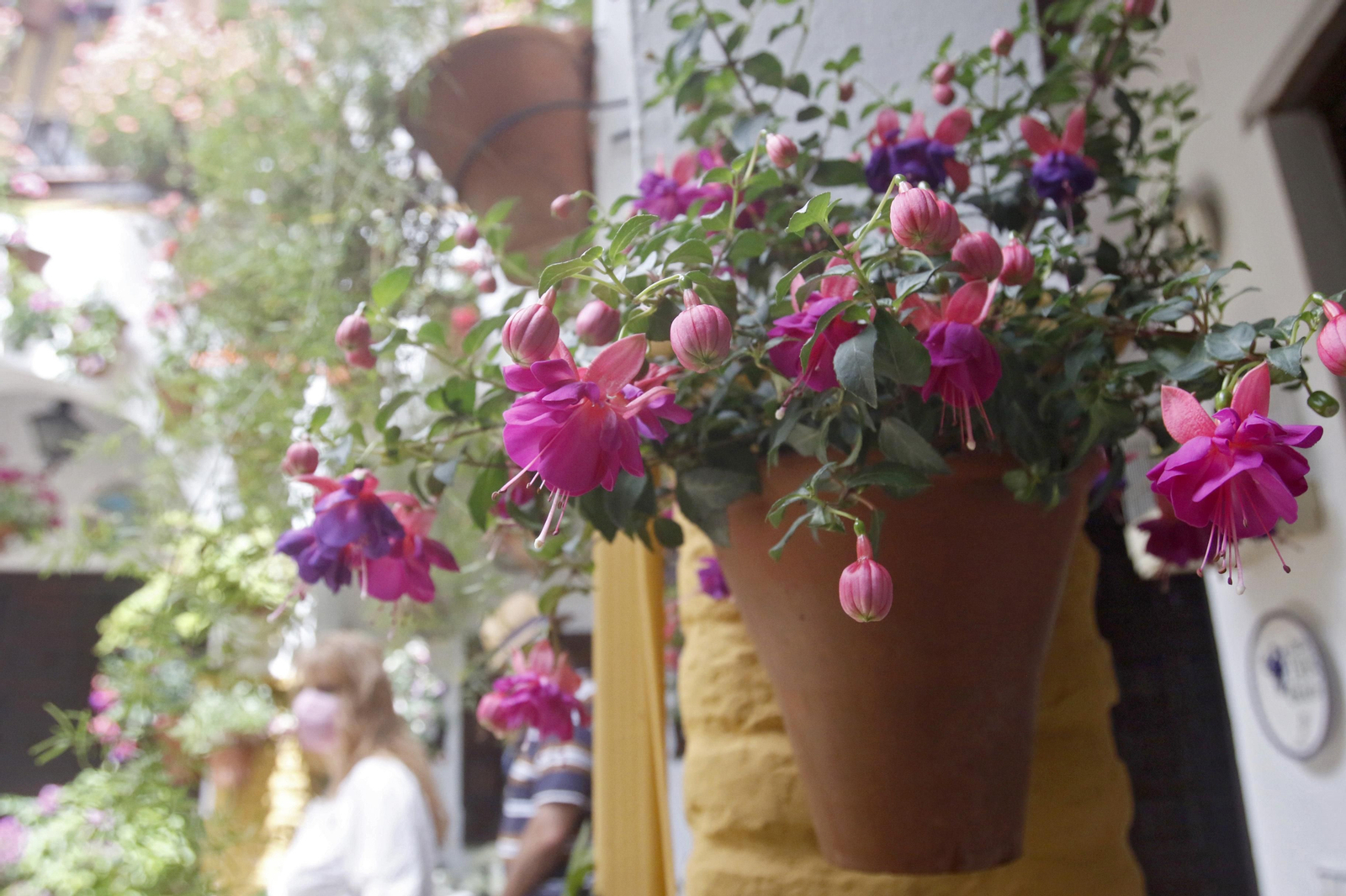 Ruta Santa Marina - San Agustín de los Patios de Córdoba, en imágenes