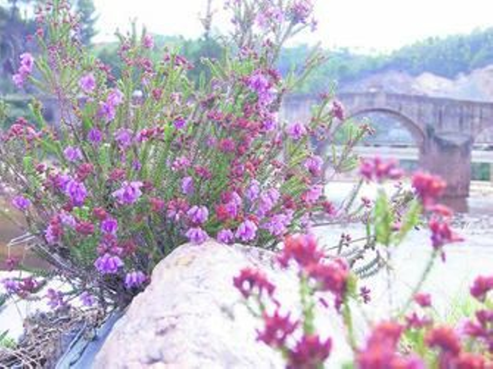 El brezo del minero ha colonizado amplias zonas de la Cuenca del río Tinto.