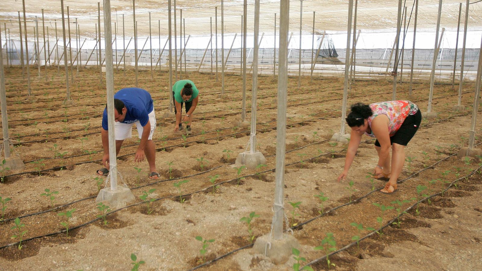 Buqueras apuesta por el fenómeno del campo en Almería.