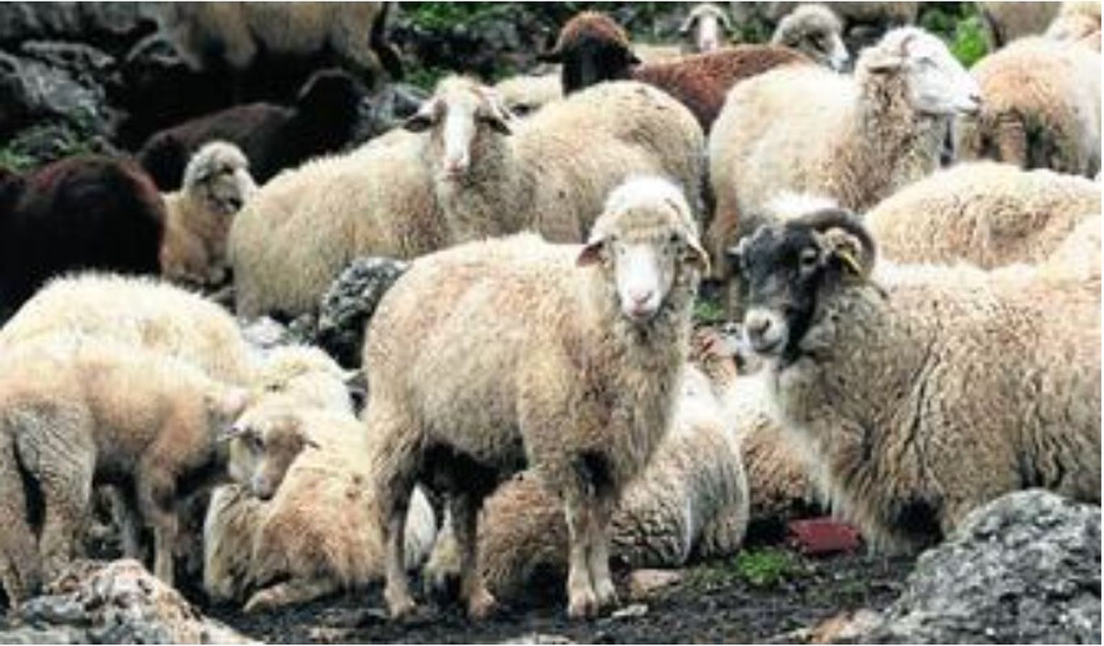 Rebajo de oveja merina, raza autóctona de la Sierra de Cádiz.