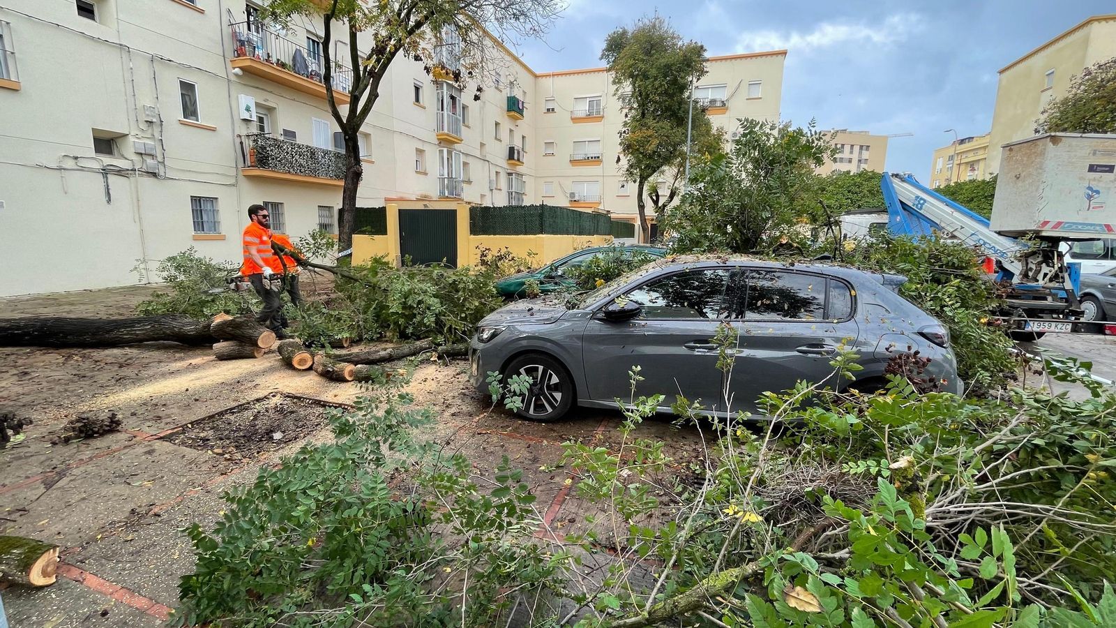 Un árbol de grandes dimensiones cae sobre dos vehículos en La Constancia Un árbol de grandes dimensiones cae sobre dos vehículos en La Constancia