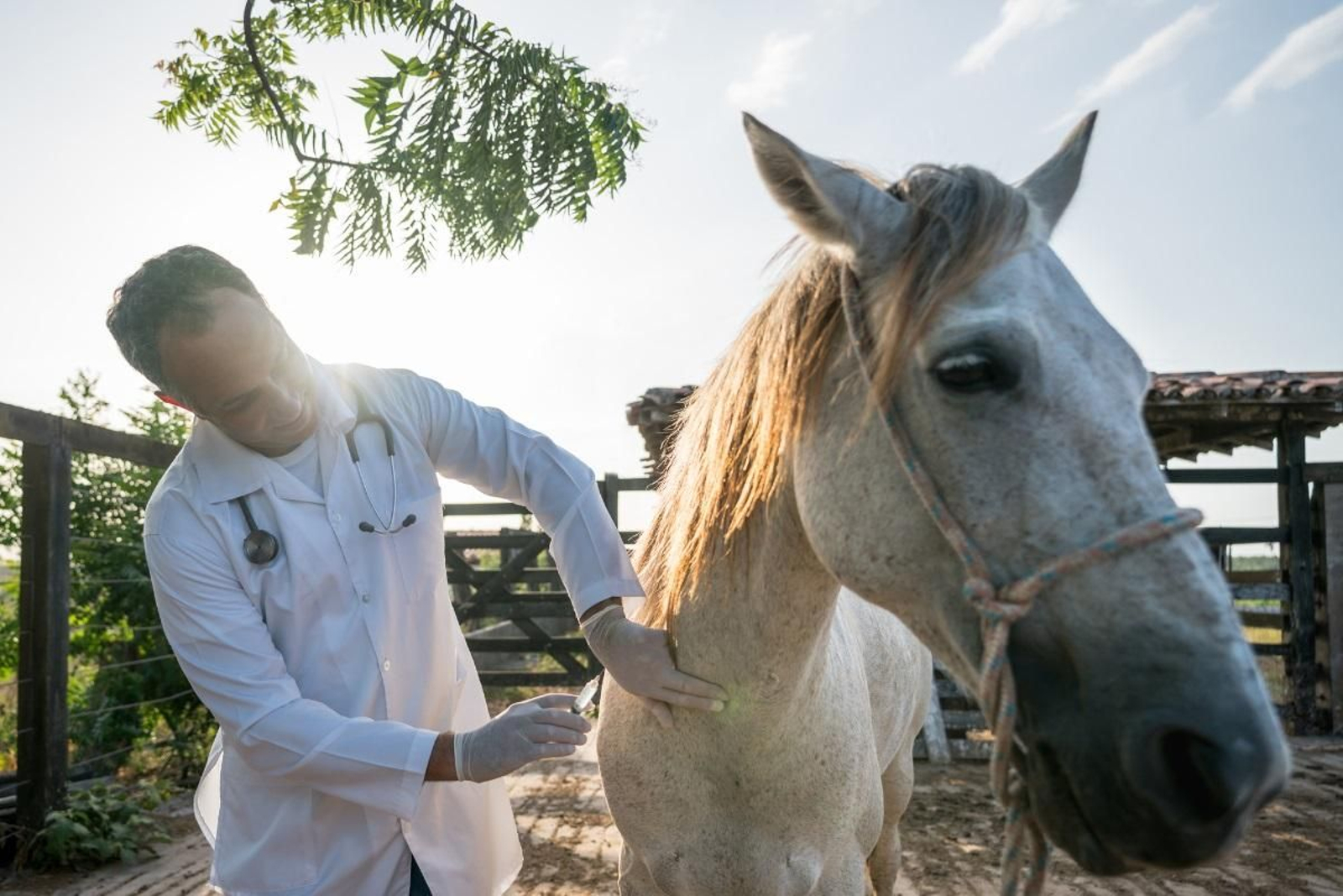 En el último mes se ha detectado un nuevo caso de la enfermedad en un caballo que dio positivo en Santa Fe.