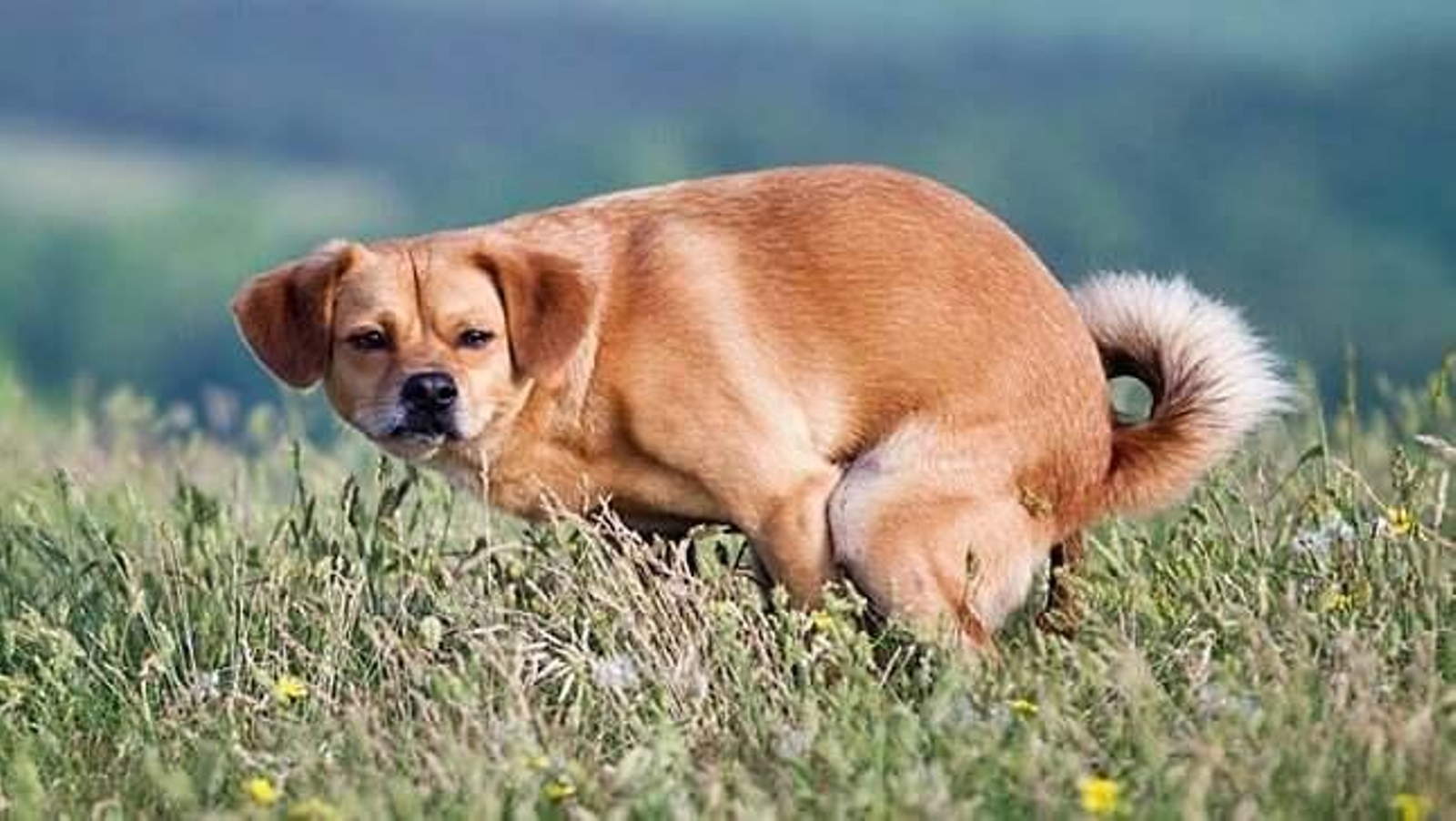 "Expectativa vs realidad": El vídeo que muestra cuando sacamos al perro a hacer sus necesidades