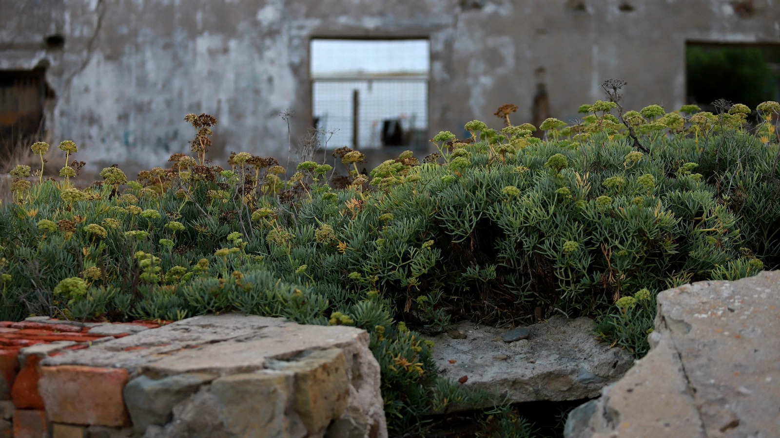 Las mejores fotos de La Ballenera en Algeciras