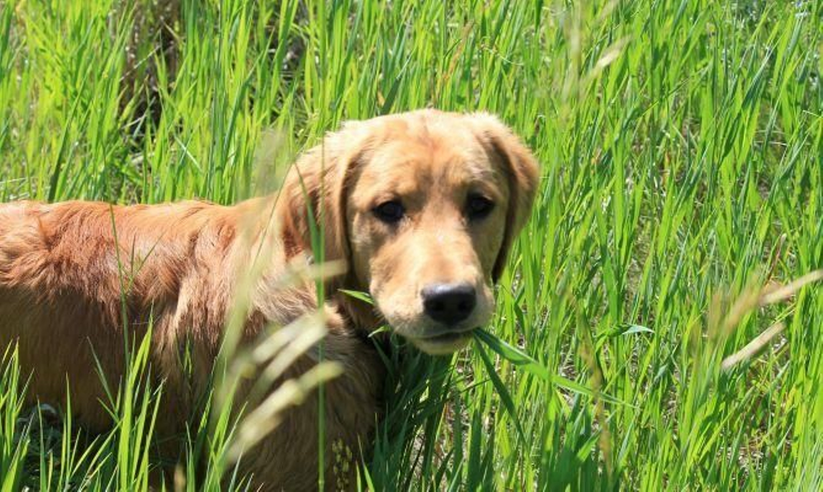 7 cosas raras que hacen casi todos los perros