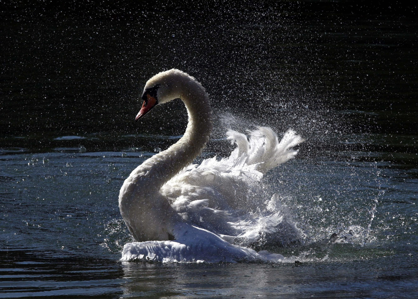 Un ejemplar de cisne en un estanque.