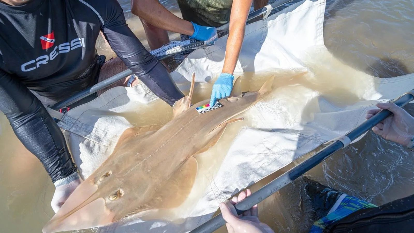 Un ejemplar de pez guitarra gigante, visto en las costas de Cádiz y Huelva.