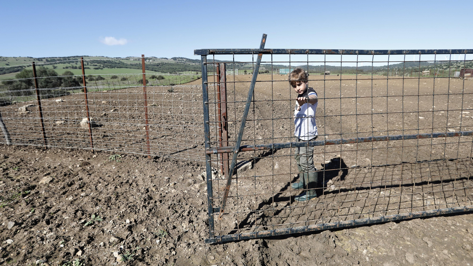 Las fotos de los cerdos 100% ibéricos que se crían en Tarifa