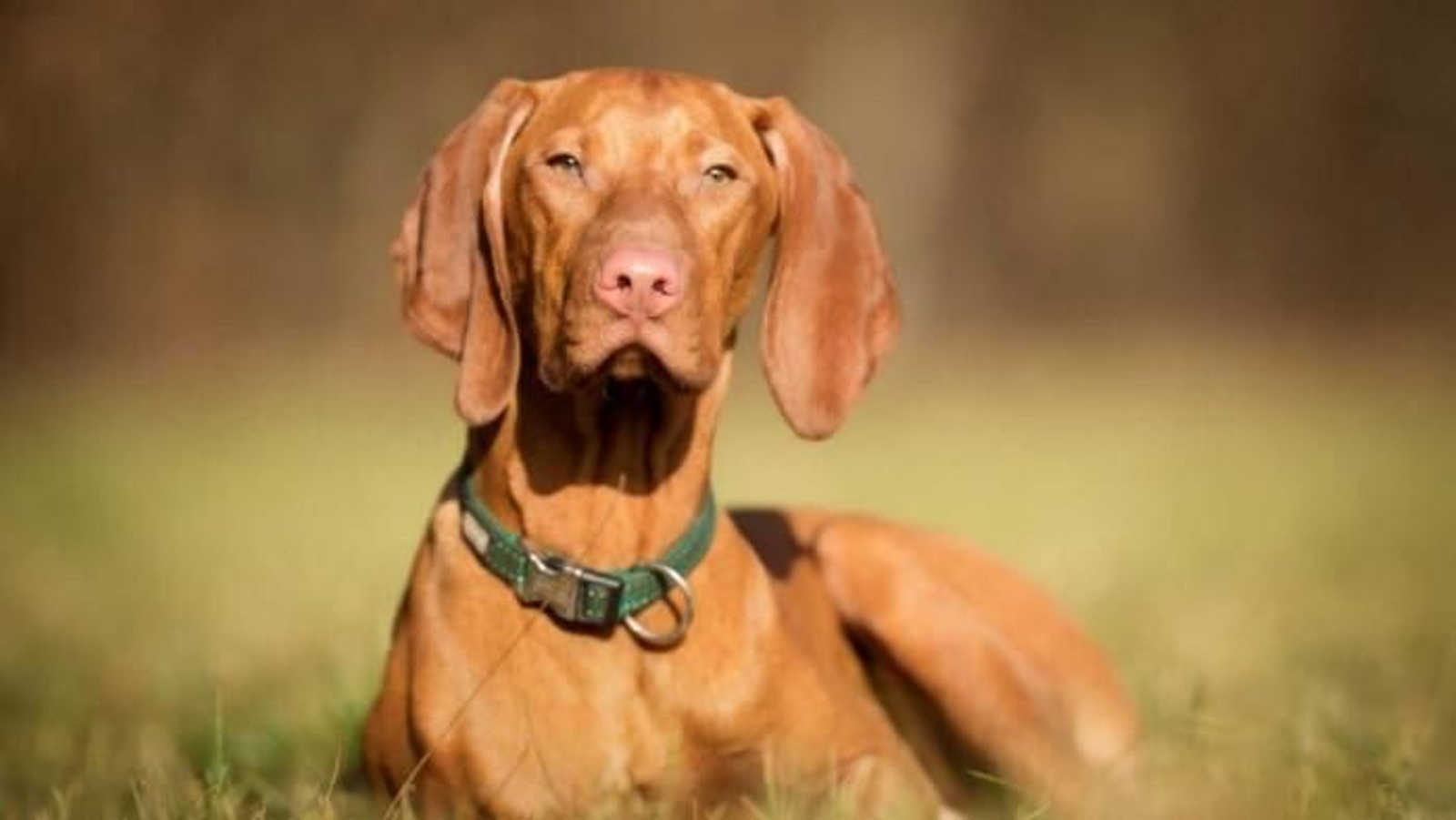 Lista de razas de perros que más sufren ansiedad por separación